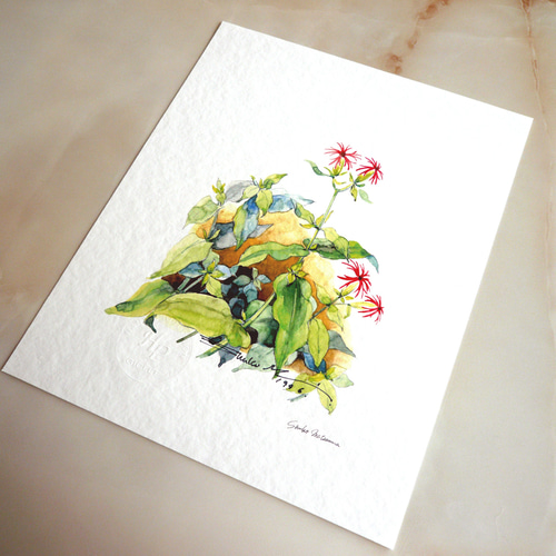 エビセンノウ 】 ORIGINAL GICLEE 水彩画を高級紙に印刷した鑑賞用絵画
