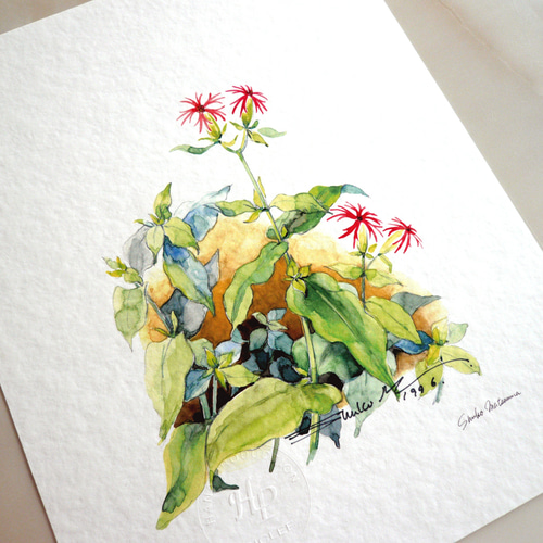 エビセンノウ 】 ORIGINAL GICLEE 水彩画を高級紙に印刷した鑑賞用絵画