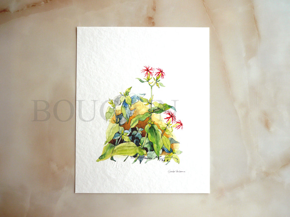 エビセンノウ 】 ORIGINAL GICLEE 水彩画を高級紙に印刷した鑑賞用絵画