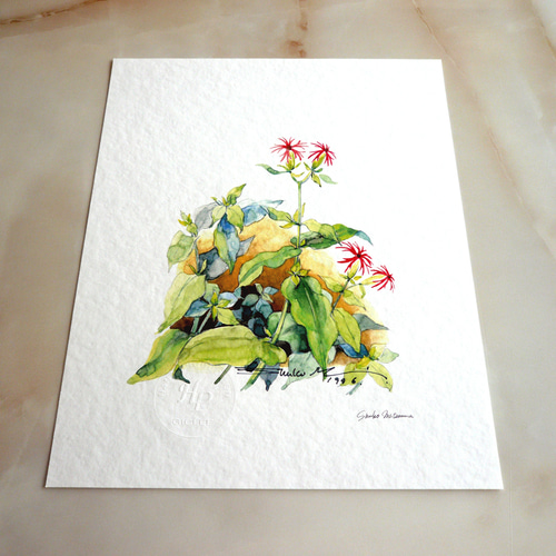 エビセンノウ 】 ORIGINAL GICLEE 水彩画を高級紙に印刷した鑑賞用絵画