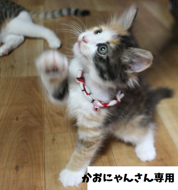 にゃんさん専用ページ ニャン様専用 nyanさま 専用ページ 猫にゃん様