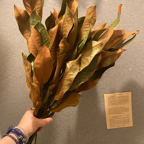 マグノリアバンチショート~ マグノリアリーフ ドライフラワー