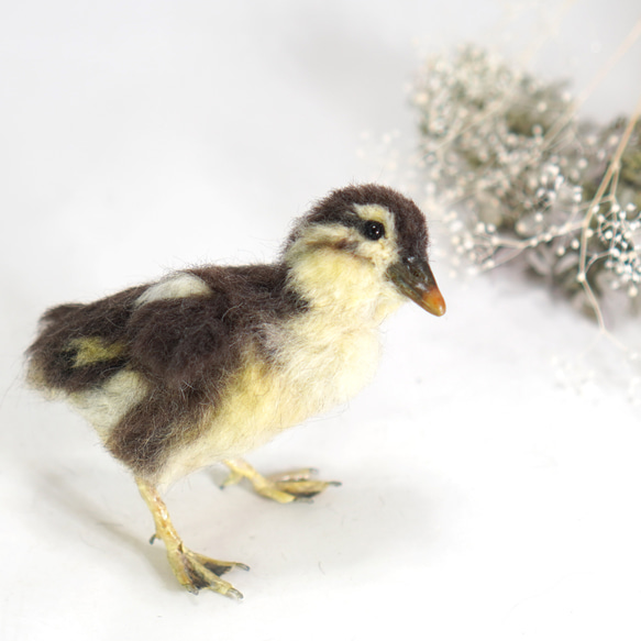 ＊野鳥＊羊毛フェルト オシドリのヒナ 8枚目の画像