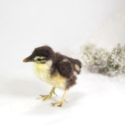 ＊野鳥＊羊毛フェルト オシドリのヒナ 3枚目の画像