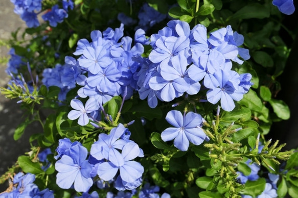 ルリマツリ（プルンバーゴ）の吊り鉢仕立て☆6号EUポット☆四季咲き