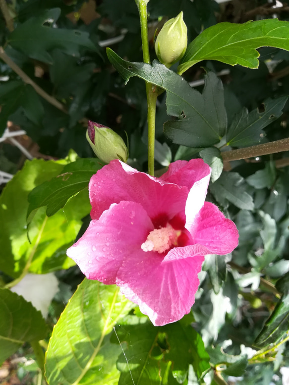 ムクゲ苗 おまけ付き〜！ ムクゲ苗 おまけ付き〜！ ムクゲ苗 おまけ付き〜！ 【公式通販】