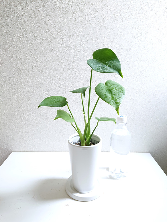 ●数量限定●新作● ハートの葉　"花瓶に活けているように育てられる モンステラ　鉢/受け皿セット”　観葉植物　ギフト 5枚目の画像