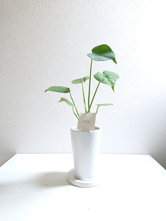 ●数量限定●新作● ハートの葉　"花瓶に活けているように育てられる モンステラ　鉢/受け皿セット”　観葉植物　ギフト 1枚目の画像