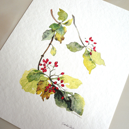 ガマズミ 】 ORIGINAL GICLEE 水彩画を高級紙に印刷した鑑賞用