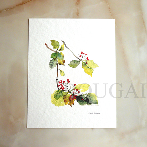 ガマズミ 】 ORIGINAL GICLEE 水彩画を高級紙に印刷した鑑賞用