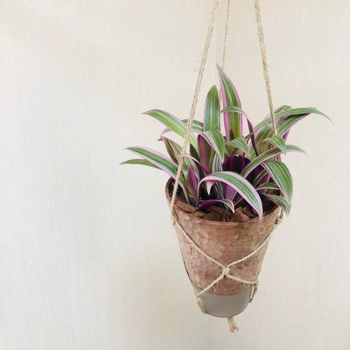 ムラサキオモト オーロラ 4号サイズ ハンギング鉢 観葉植物 一輪挿し