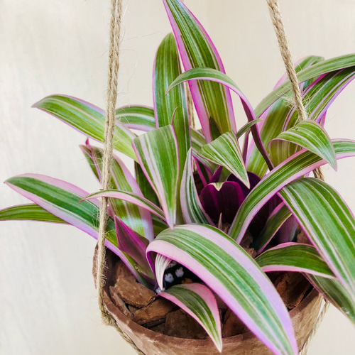 ムラサキオモト オーロラ 4号サイズ ハンギング鉢 観葉植物 一輪挿し