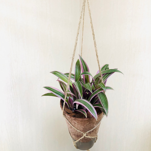 ●希少 いけばな 銅製 花器 池坊 朱緑玉虫 オーロラ● ムラサキオモト オーロラ 4号サイズ ハンギング鉢 観葉植物 一輪挿し