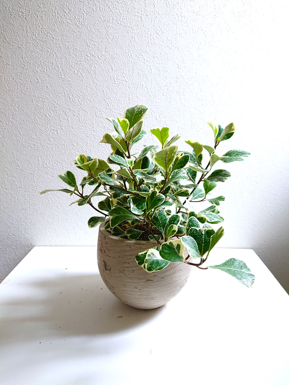 フィカス　ストリクタ 希少 送料無料 希少種フィカス ストリクタ 3.5-4号鉢 - olive-select | minne byGMO