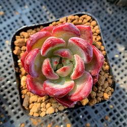 620.多肉植物 寄せ植え エケベリア属 夜魔（単）ウオーターマーク 抜き