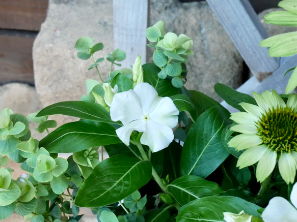 爽やかカラー　エキナセア　プレーリーブレイズ　ビンカ　サマーミスト　秋まで楽しめる　お花の寄せ植え　 3枚目の画像