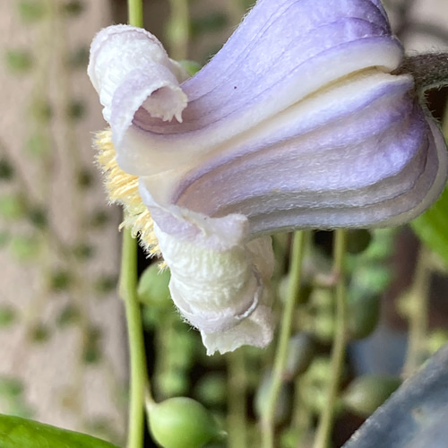 ヴィオルナ系壺型クレマチス10粒 多肉植物 植花夢 通販 16259530