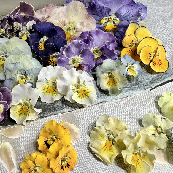 ハンドメイドビオラ