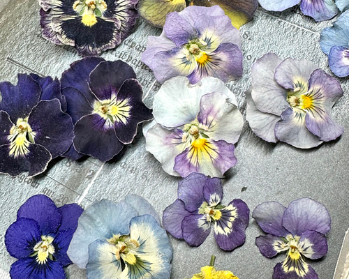 newフリルビオラとビオラのお花畑 その他素材 handmade Chimi Chimi