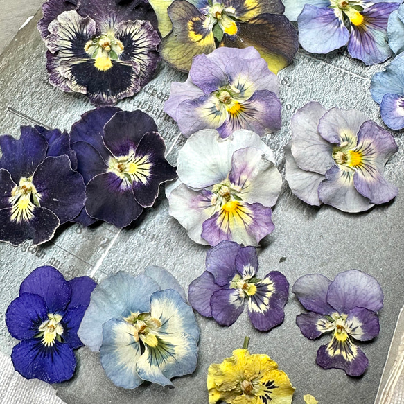 newフリルビオラとビオラのお花畑 その他素材 handmade Chimi Chimi
