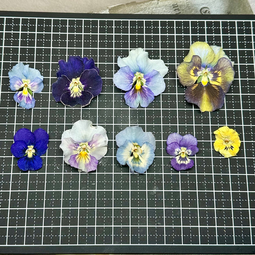 newフリルビオラとビオラのお花畑 その他素材 handmade Chimi Chimi