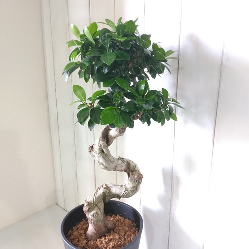現品】①ガジュマル 昇り龍仕立 珍しい樹形 高さ73◎ 高級