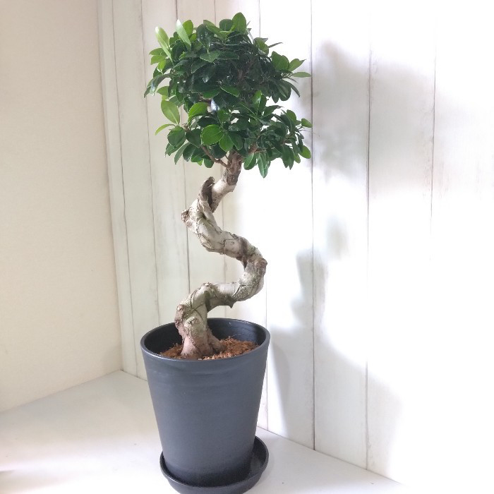 人気昇り龍 太ガジュマル 根を楽しむ植物