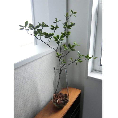 ドウダンツツジ/大株【現品発送】管理70757 紅ドウダンツツジ 株立ち 約1.6m 現品発送 特大株 植木 苗木 大苗 赤花