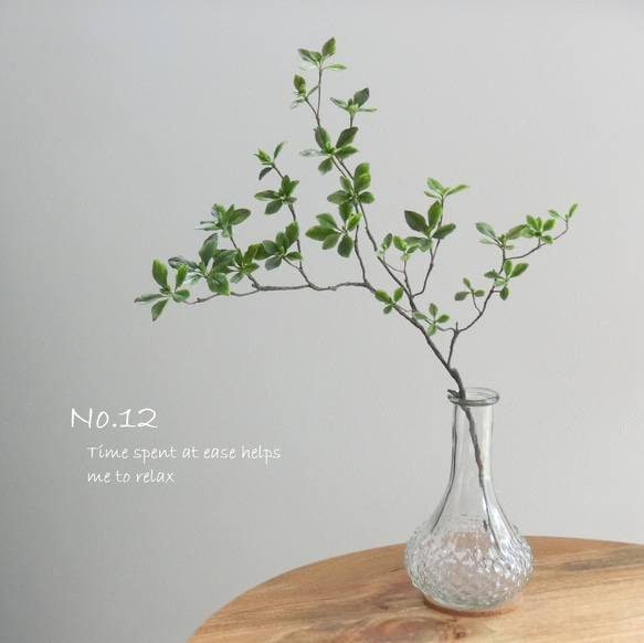 ドウダンツツジ【現品発送】管理70674 ドウダンツツジ 管理70674 ドウダンツツジ【現品発送】管理70674