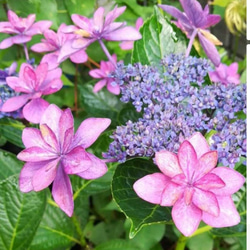 紫陽花【ダンスパーティ】両性花の中に咲く色変していく花の見事さ大株7月末花終わり 2枚目の画像