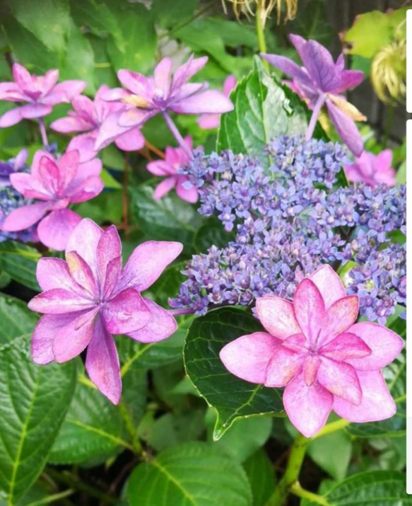 紫陽花【ダンスパーティ】両性花の中に咲く色変していく花の見事さ大株7月末花終わり 2枚目の画像