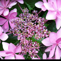 紫陽花【ダンスパーティ】両性花の中に咲く色変していく花の見事さ大株7月末花終わり 1枚目の画像