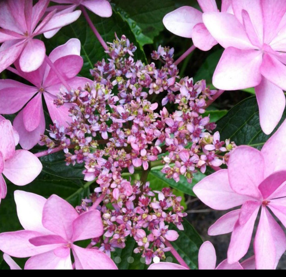紫陽花【ダンスパーティ】両性花の中に咲く色変していく花の見事