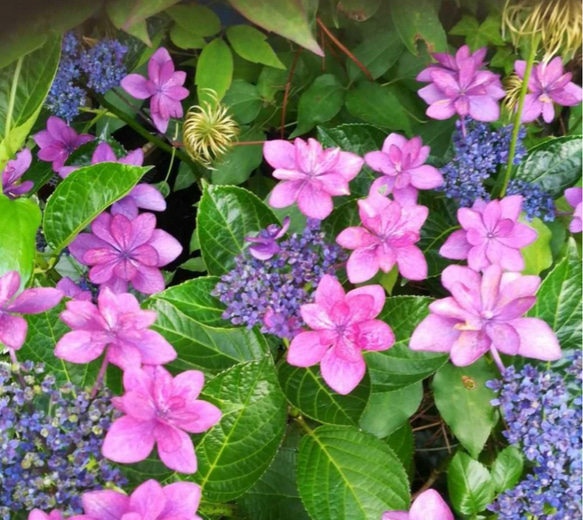 紫陽花【ダンスパーティ】両性花の中に咲く色変していく花の見事さ大株7月末花終わり 4枚目の画像