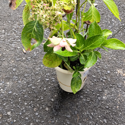 紫陽花【ダンスパーティ】両性花の中に咲く色変していく花の見事さ大株7月末花終わり 7枚目の画像