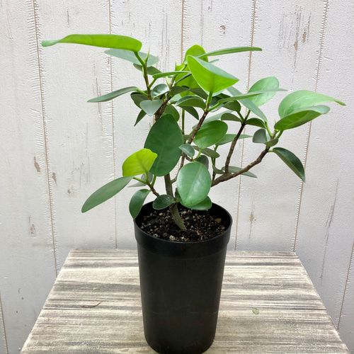 オオバンボダイジュ 観葉植物 （観葉植物について質問です9月の