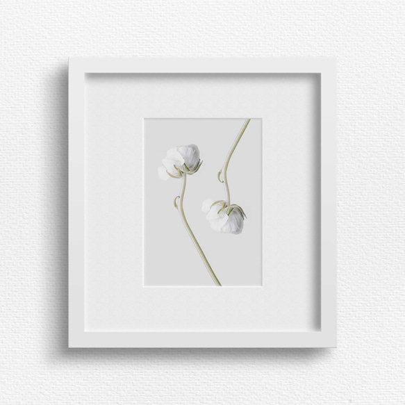 優雅なホワイト ラナンキュラスのフォトポスター：自然の美を感じる純白の花と曲線美を引き立てるデザイン 2枚目の画像