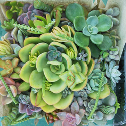 レアハオルチアシリーズ・ガステリア・オブツーサinわけけのお店 多肉