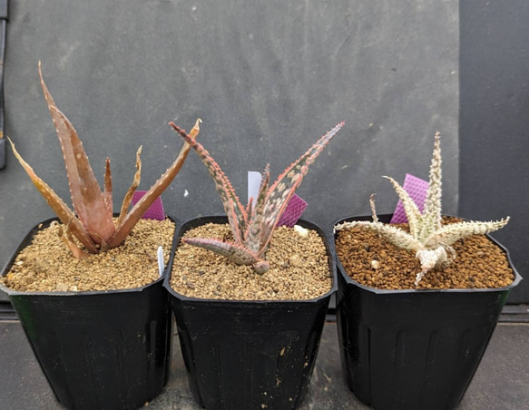 アロエ ハイブリッド （TCT Aloe hybrid アロエ ハイブリッド 未