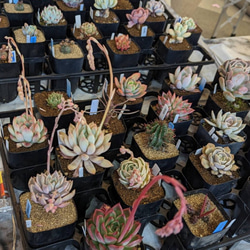 ハオルチアコレクション・ブラックオブツーサinわけけのお店