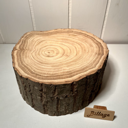 1236 台木　切り株 1236 台木 切り株