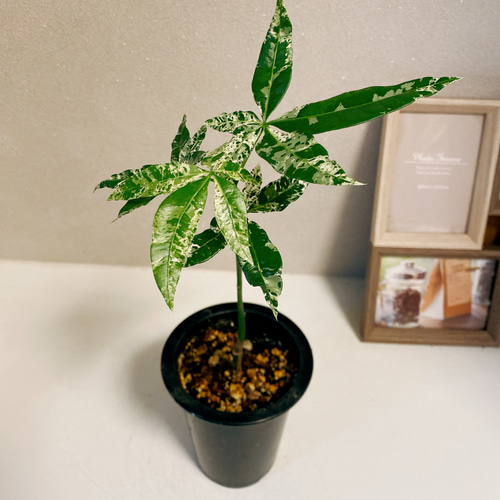 パキラ 緑と白の斑入り ミルキーウェイ オシャレ 珍しい 🌿【個性派