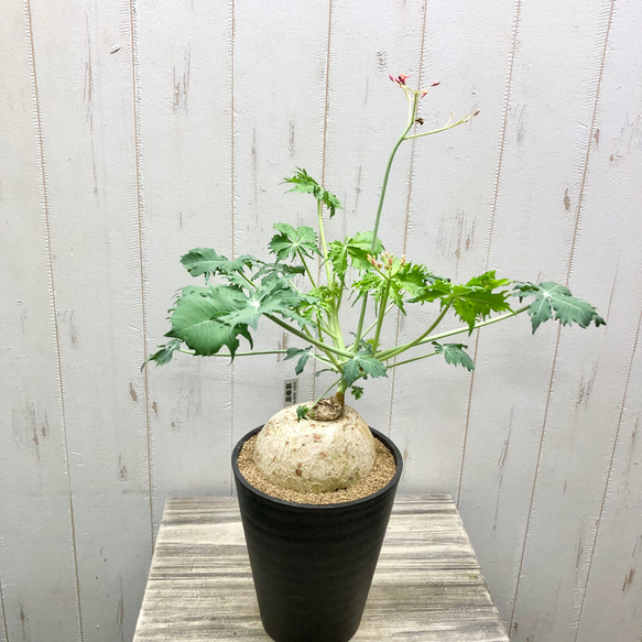 錦珊瑚（ニシキサンゴ） ヤトロファ カタルティカ 5号鉢 その他