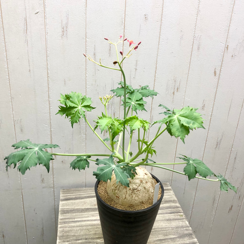 錦珊瑚（ニシキサンゴ） ヤトロファ カタルティカ 5号鉢 その他