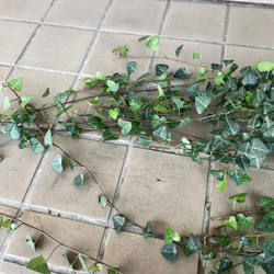 へデラ アイビー スイートハート サーク 5号  吊り鉢 5枚目の画像