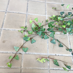 へデラ アイビー スイートハート サーク 5号  吊り鉢 4枚目の画像