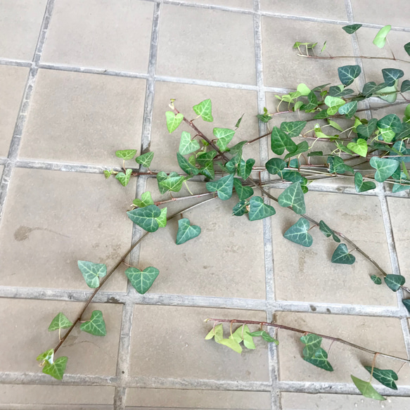 へデラ アイビー スイートハート サーク 5号  吊り鉢 4枚目の画像