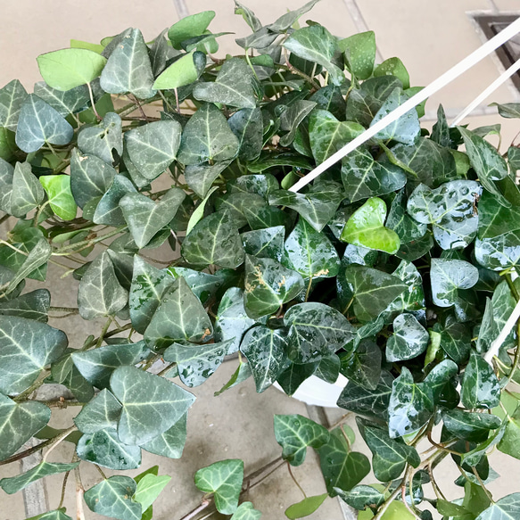 へデラ アイビー スイートハート サーク 5号  吊り鉢 6枚目の画像