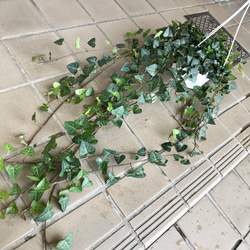 へデラ アイビー スイートハート サーク 5号  吊り鉢 2枚目の画像