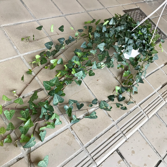 へデラ アイビー スイートハート サーク 5号  吊り鉢 2枚目の画像